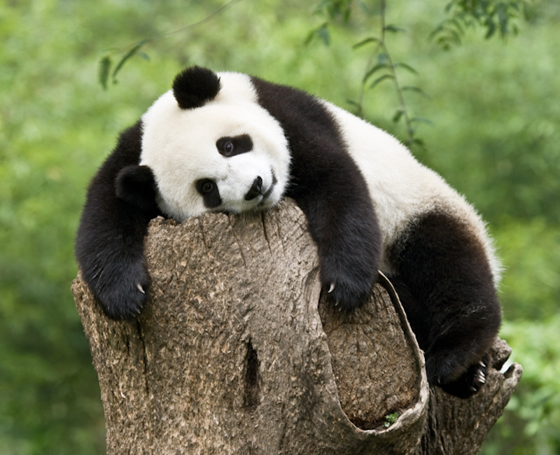 Giant panda in Wolong Panda Reserve, China