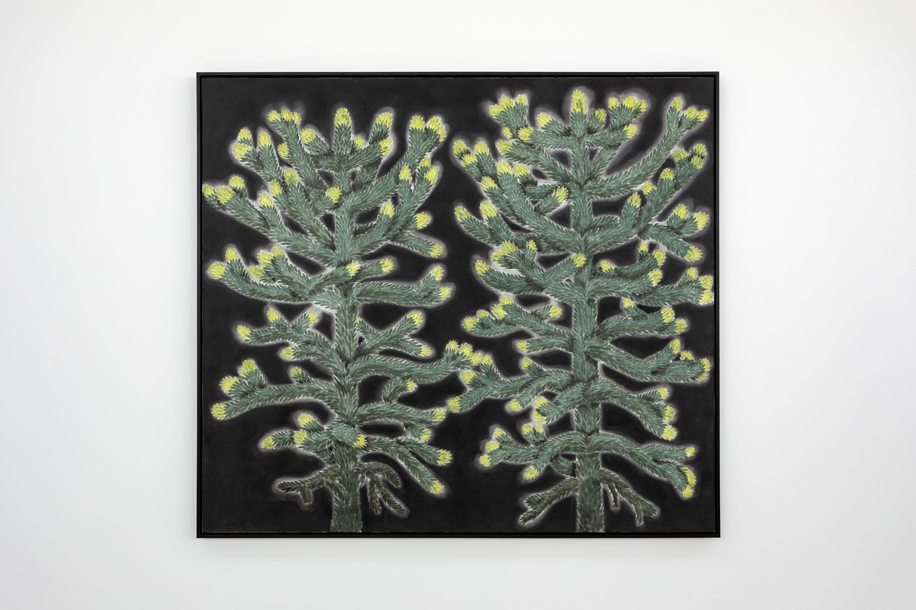 Andrew Sim  portrait of two monkey puzzle trees (with spring growth), 2023  Pastel on canvas  163.6 x 183.6 x 5.4 cm, 64 3/8 x 72 1/4 x 2 1/8 in framed  Courtesy of the Artist, The Modern Institute/Toby Webster Ltd., Glasgow  Photo: Patrick Jameson