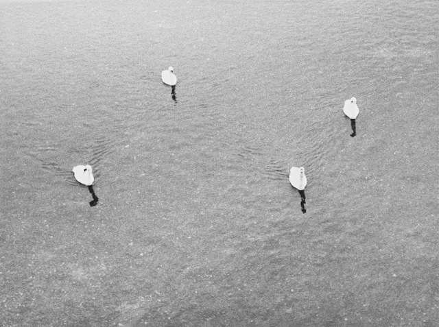 Jochen Lempert, Untitled (four swans), 2006