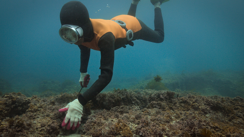 Harvesting sea urchins. Still from The Last of the Sea Women