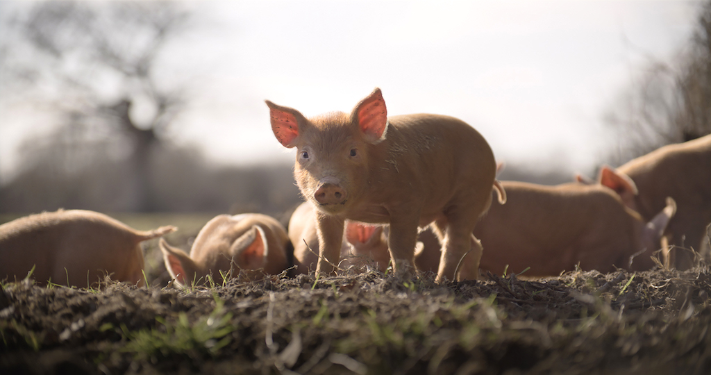 A Tamworth piglet on a journey from tame to wild