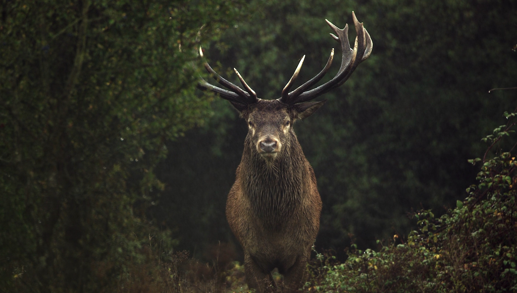 A red deer stag – part of the Knepp rewilding experiment