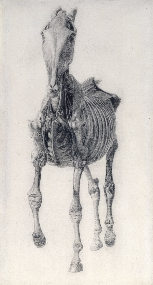 George Stubbs,  ‘Finished study for ‘Anatomy of the Horse: 10th anatomical table’,  1756-58, Pencil on laid paper © Royal Academy of Arts, London 