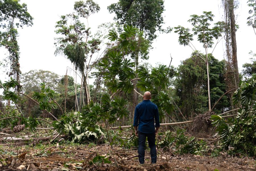 Cutting down the rainforest for cattle ranching